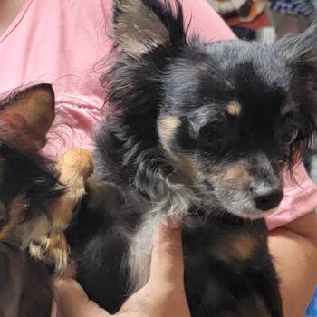 CT Mama Mia 5lbs! -  Chihuahua Dog for Adoption in Stormville, New York - CT Mama Mia 5lbs! | PetCurious