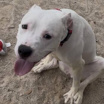 Mixed Breed Dogs Available for Adoption in Port Charlotte, Florida - Corncob | PetCurious