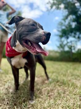 Buda Your Best Bud -  Pit Bull Terrier Dog for Adoption in Friendswood, Texas - Buda Your Best Bud | PetCurious
