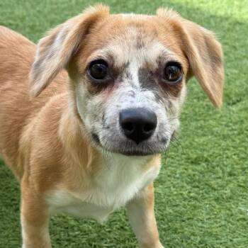 Buttercup 2535 -  Catahoula Leopard Dog Dog for Adoption in Loxahatchee Groves, Florida - Buttercup 2535 | PetCurious