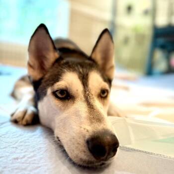 Siberian Husky Dogs Available for Adoption - Queen Arianna | PetCurious