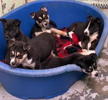 Husky and Mixed Breed Dogs Available for Adoption in Morristown, New Jersey - Taos | PetCurious