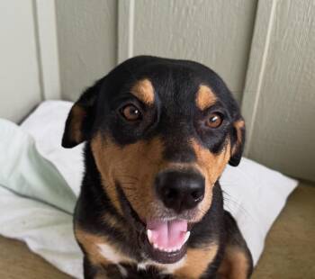 Savannah -  Labrador Retriever and Shepherd Dog for Adoption in Pilot Point, Texas - Savannah | PetCurious