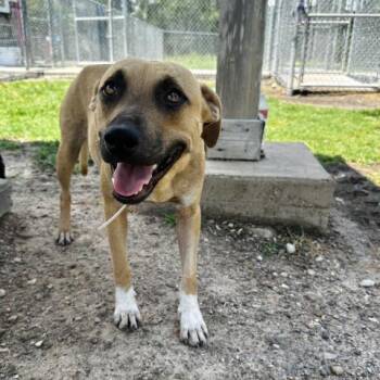 Rescue Pit Bull Terrier and Mixed Breed Dogs for Adoption in Conroe, Texas - CRISSY | PetCurious