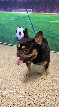 BRUSKI -  French Bulldog Dog for Adoption in Doral, Florida - BRUSKI | PetCurious