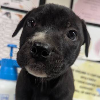 Rescue Labrador Retriever Dogs for Adoption in Parrish, Alabama - Steve | PetCurious