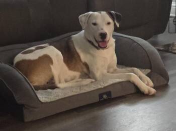 Ferris -  Retriever Dog for Adoption in Longview, Texas - Ferris | PetCurious