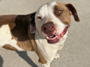 Pit Bull Terrier and Mixed Breed Dogs Available for Adoption in Tulsa, Oklahoma - DOC | PetCurious