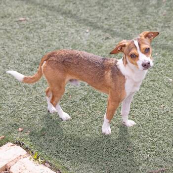Casien -  Chihuahua and Mixed Breed Dog for Adoption in Portland, Oregon - Casien | PetCurious