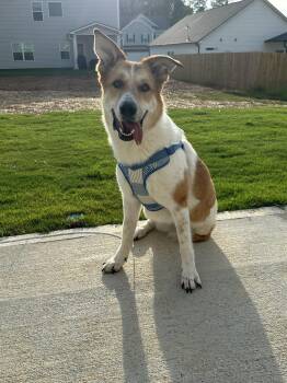 Lauren -  Carolina Dog Dog for Adoption in Calhoun, Georgia - Lauren | PetCurious