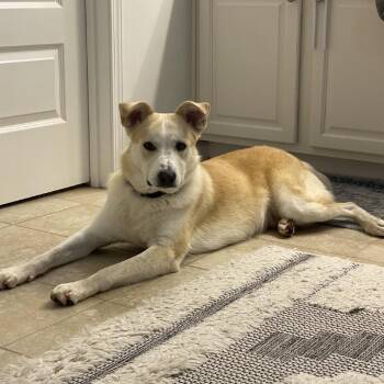 Koda (Frazier) -  Cattle Dog and German Shepherd Dog Dog for Adoption in Peachtree City, Georgia - Koda (Frazier) | PetCurious
