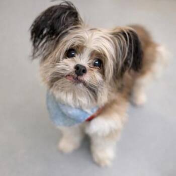 Papillon and Pomeranian Dogs Available for Adoption - Sallee | PetCurious