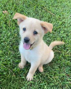 Sadie -  Pomsky Dog for Adoption in Glocester, Rhode Island - Sadie | PetCurious