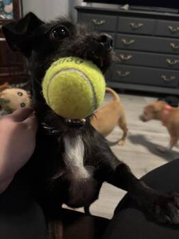 Rufus -  Terrier Dog for Adoption in Plymouth, Michigan - Rufus | PetCurious