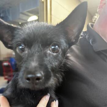 Smol Bean -  Mixed Breed Dog for Adoption in Gadsden, Alabama - Smol Bean | PetCurious