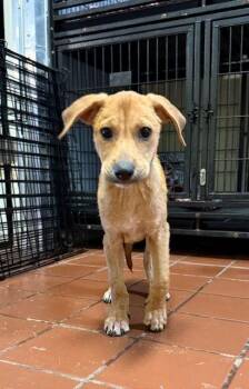 Dachshund and Chihuahua Dogs Available for Adoption - Kendall | PetCurious