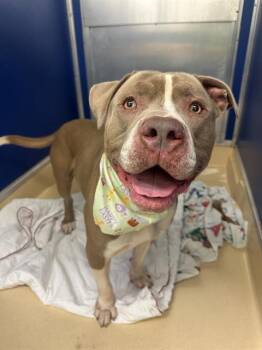 Pit Bull Terrier Dogs Available for Adoption in Doral, Florida - LION | PetCurious