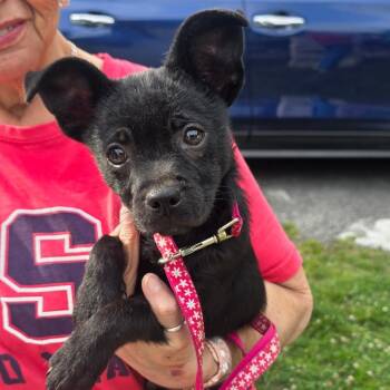Chihuahua and Jack Russell Terrier Dogs Available for Adoption in Rossville, Georgia - Rosco | PetCurious