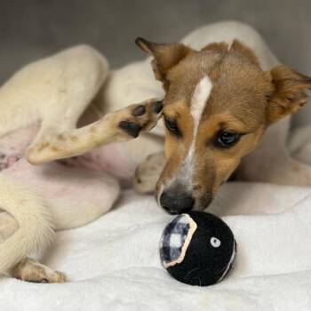 Rat Terrier and Whippet Dogs Available for Adoption in Council Bluffs, Iowa - Faye | PetCurious