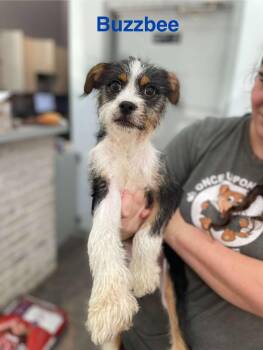 Rescue Terrier and Wirehaired Terrier Dogs for Adoption in Madisonville, Louisiana - BUZBEE | PetCurious