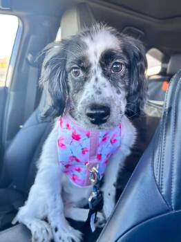 Brooklyn -  Cocker Spaniel Dog for Adoption in Woodstock, Ontario - Brooklyn | PetCurious