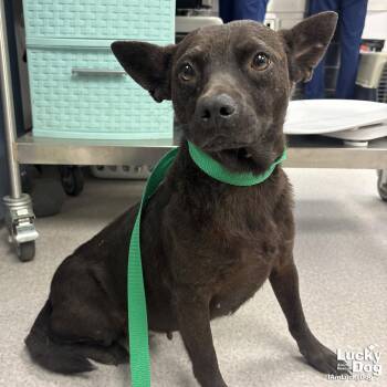 Pablita -  Terrier and Chihuahua Dog for Adoption in Washington, District Of Columbia - Pablita | PetCurious