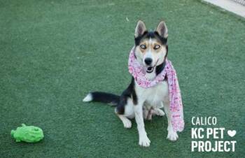Calico -  Siberian Husky and Mixed Breed Dog for Adoption in Kansas City, Missouri - Calico | PetCurious
