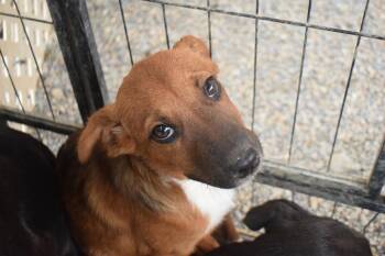 Skyler (Road Girl P7) -  Labrador Retriever Dog for Adoption in Pahrump, Nevada - Skyler (Road Girl P7) | PetCurious