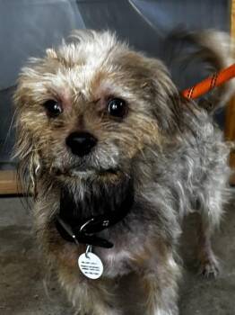 CLIVE -  Yorkshire Terrier and Mixed Breed Dog for Adoption - CLIVE | PetCurious