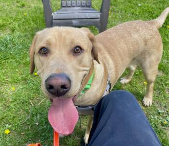 Labrador Retriever Dogs Available for Adoption in Scituate, Massachusetts - Doob | PetCurious
