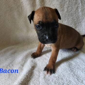 Bacon -  Mixed Breed Dog for Adoption in Englewood, Florida - Bacon | PetCurious