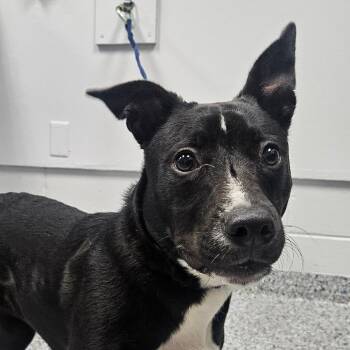 Juniper -  Mixed Breed Dog for Adoption in Greenville, South Carolina - Juniper | PetCurious