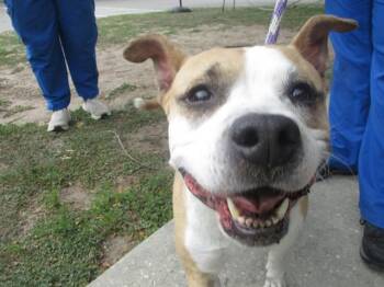 Pit Bull Terrier and Mixed Breed Dogs Available for Adoption in Ocala, Florida - GINGER | PetCurious
