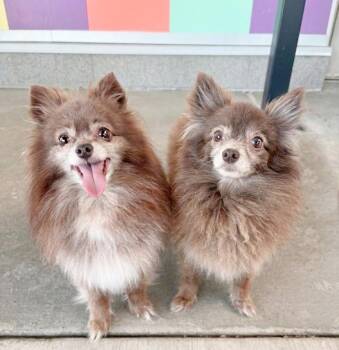 Pomeranian Dogs Available for Adoption in Pontiac, Michigan - Mia & Mochi | PetCurious