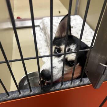 Teo -  Siberian Husky Dog for Adoption in Philadelphia, Pennsylvania - Teo | PetCurious