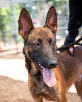 Moreno -  Mixed Breed Dog Available for Adoption in Chamblee, Georgia - Moreno | PetCurious