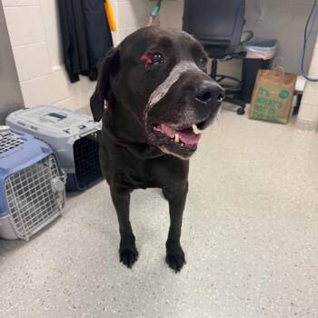Lalo -  Labrador Retriever Dog for Adoption in Indianapolis, Indiana - Lalo | PetCurious