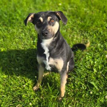 Daryl -  Shepherd and Mixed Breed Dog for Adoption in Milan, Illinois - Daryl | PetCurious