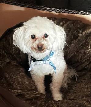 Rescue Maltese Dogs for Adoption in Fort Bragg, California - Lola & Max | PetCurious
