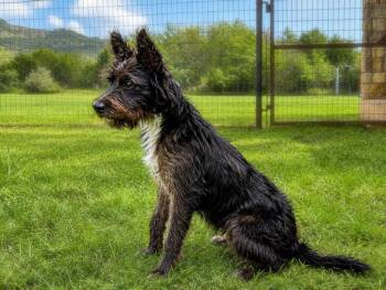 Kora -  Schnauzer Dog for Adoption in Helotes, Texas - Kora | PetCurious