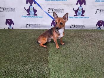 BOO BEAR -  Chihuahua Dog for Adoption in Orlando, Florida - BOO BEAR | PetCurious
