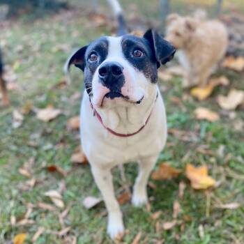 Rescue Bulldog Dogs for Adoption in Columbia, South Carolina - Petey | PetCurious