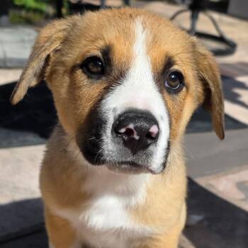 Shepherd and Collie Dogs Available for Adoption in Los Gatos, California - Cedar | PetCurious