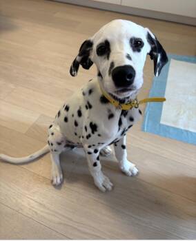 Polka dot -  Dalmatian Dog Available for Adoption in Semmes, Alabama - Polka Dot | PetCurious