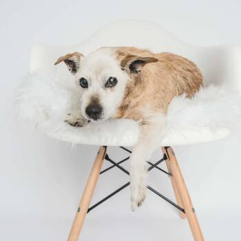 Rufus -  Jack Russell Terrier and Mixed Breed Dog for Adoption in Greensburg, Pennsylvania - Rufus | PetCurious