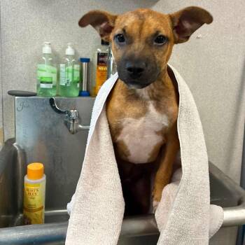hopper -  Pit Bull Terrier and Mixed Breed Dog for Adoption in Bellingham, Washington - Hopper | PetCurious