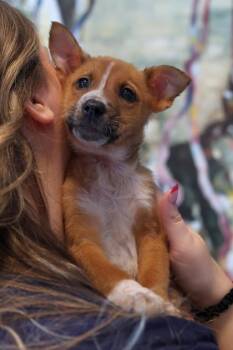 ziva fka Cameron -  Mixed Breed Dog for Adoption in West Chester, Pennsylvania - Ziva Fka Cameron | PetCurious