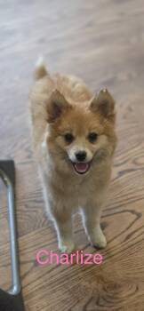 Golden Retriever and American Eskimo Dog Dogs Available for Adoption in Warren, Michigan - Charlize | PetCurious