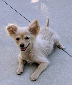 Lily -  Chihuahua Dog for Adoption in Los Angeles, California - Lily | PetCurious