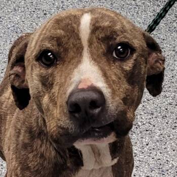 American Staffordshire Terrier Dogs Available for Adoption - Zeus | PetCurious